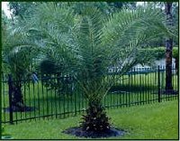 Small Canary Island Date Palm