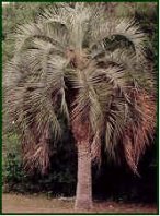 Pindo Palm with fronds draping near the ground