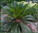 Beautiful Sago Palm