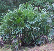 Needle Palm