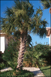 Texas Sabal Palm