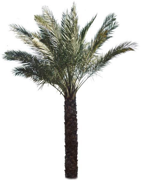 Date Palm Tree